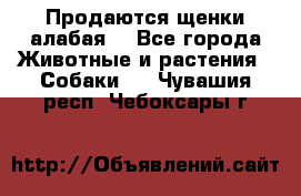 Продаются щенки алабая  - Все города Животные и растения » Собаки   . Чувашия респ.,Чебоксары г.